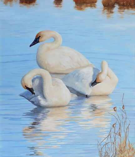 Three Graces, Trumpeter Swans, 40 x 30 oil on linen