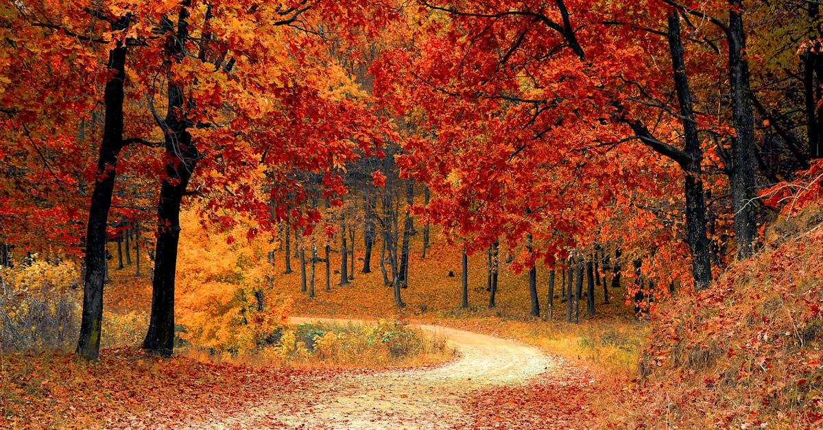 A picturesque autumn scene featuring a winding path through a vibrant forest of red and orange leaves.