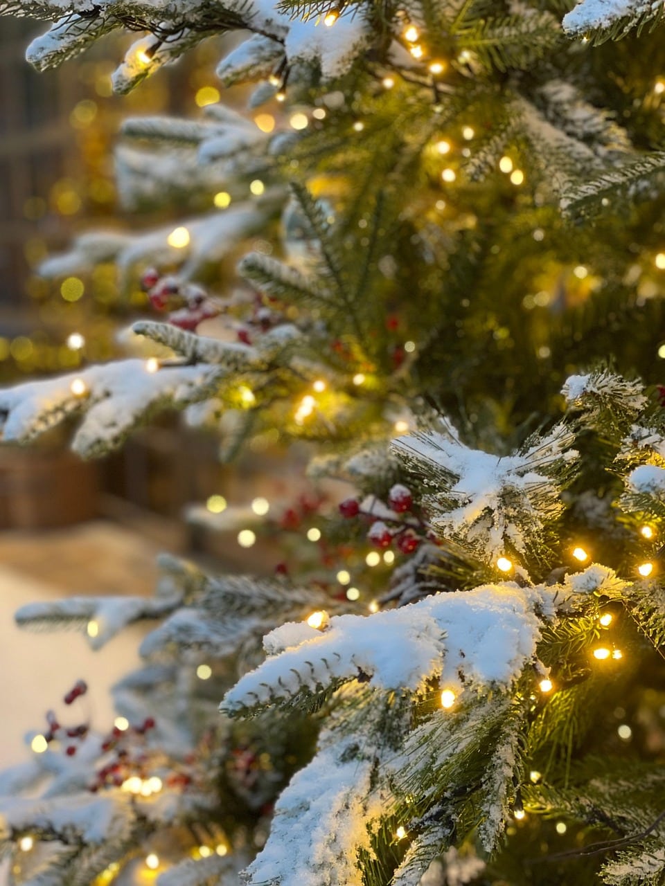 tree, christmas tree, snow, winter, nature, holiday, christmas